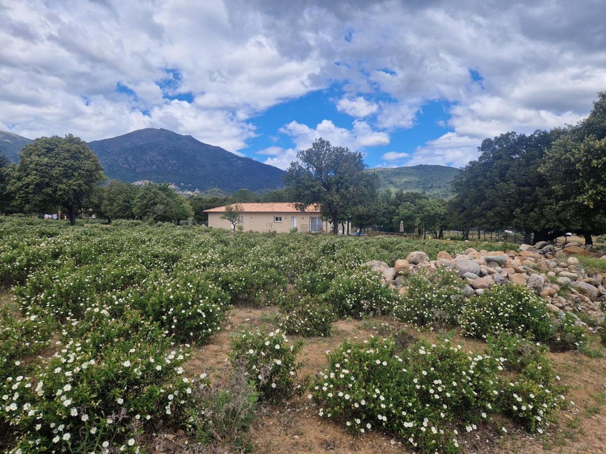 Domaine U Filanciu - Casa Chiara - Centru Di Corsica Villa Moltifao Ngoại thất bức ảnh